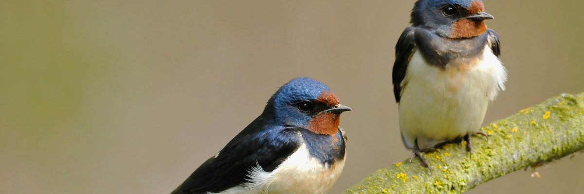 Giornata mondiale uccelli migratori: tuteliamo le rondini
