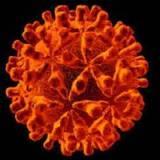 virus dell'epatite, epatite C, epatite cronica, cirrosi, tumore del fegato