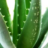 aloe vera gel estratto lesioni precancerose