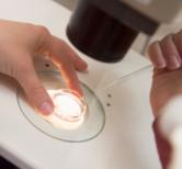 n vitro fertilizzazione procreazione eterologa donazione ovuli spermatozoi