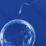 fecondazione eterologa, feconazione assistista, Corte Costituzionale, sentenza