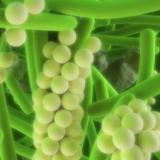 batteri, resistenza, antibiotici, infezioni, setticemia, malattie batteriche