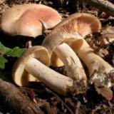 Entoloma sinuatum o lividum, funghi, raccolta, intossicazioni