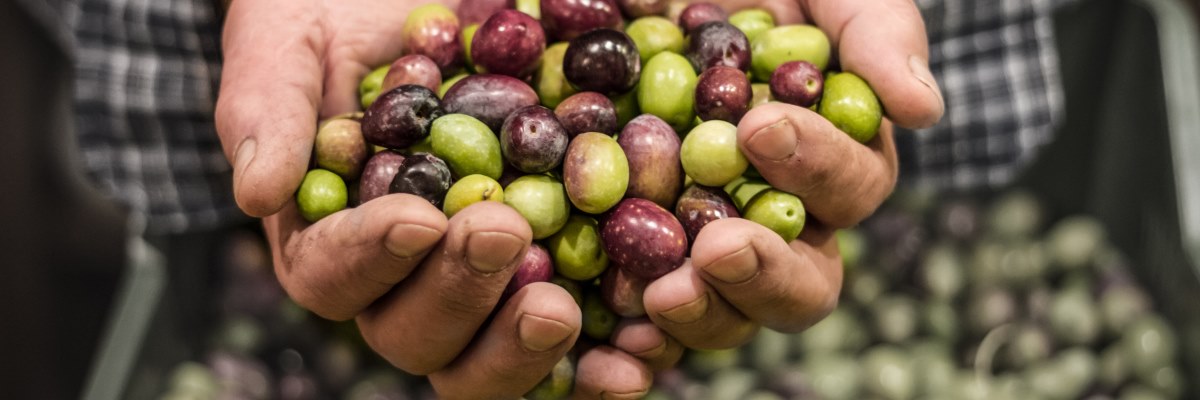 L’oliva e i grassi buoni che fanno bene al cuore 