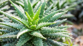 Limitazioni all'uso di Aloe: la petizione dei produttori