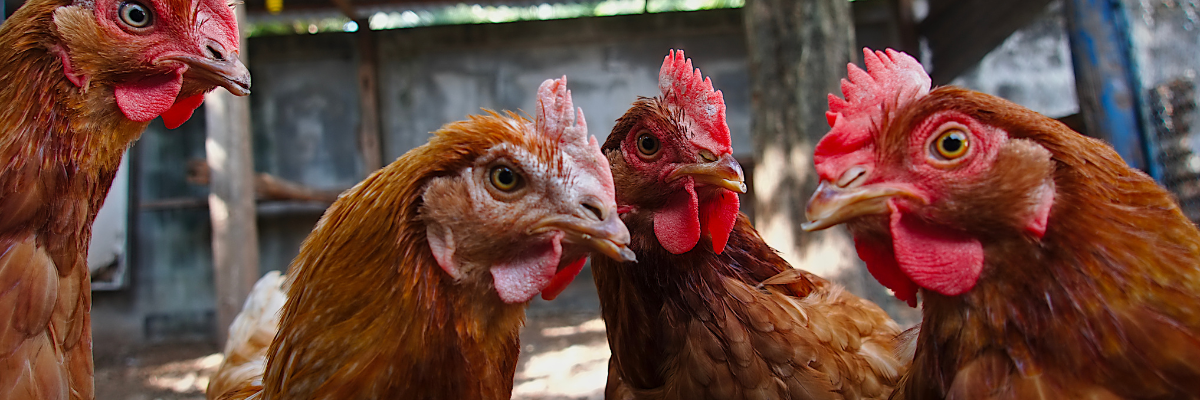 Influenza aviaria. Cosa sapere su rischi, cibo e animali domestici