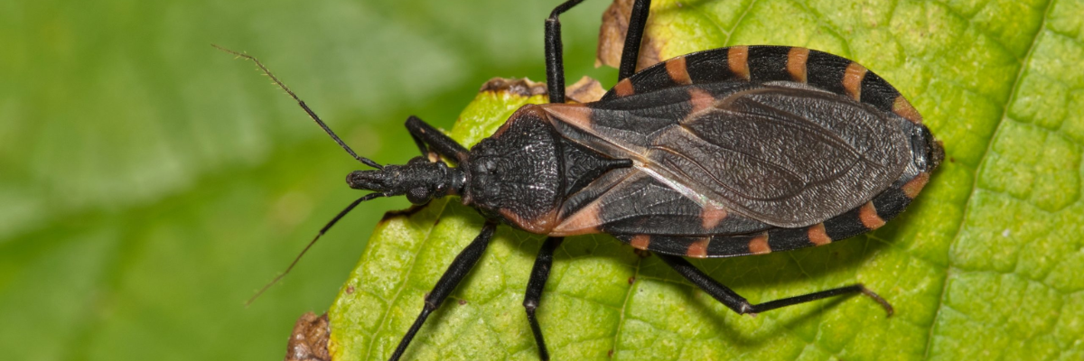 Malattia di Chagas, cos’è la patologia silenziosa che colpisce 8 milioni di persone