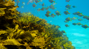 Ocean Restoration Program: per contrastare la perdita di biodiversità marina 