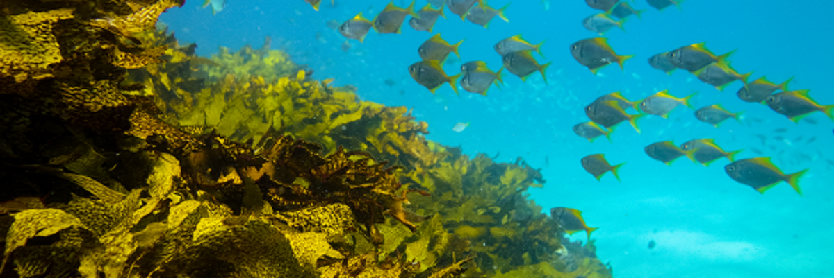 Ocean Restoration Program: per contrastare la perdita di biodiversità marina
