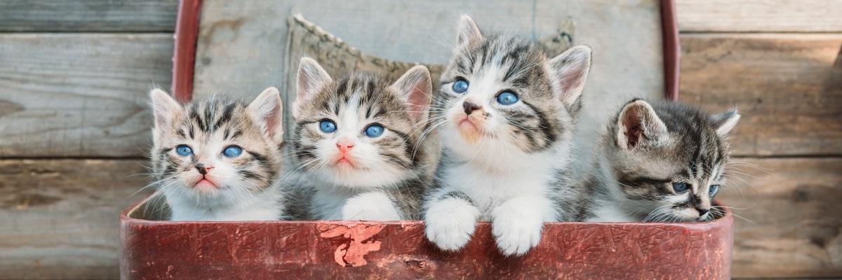 Gatto, intelligente come un cane