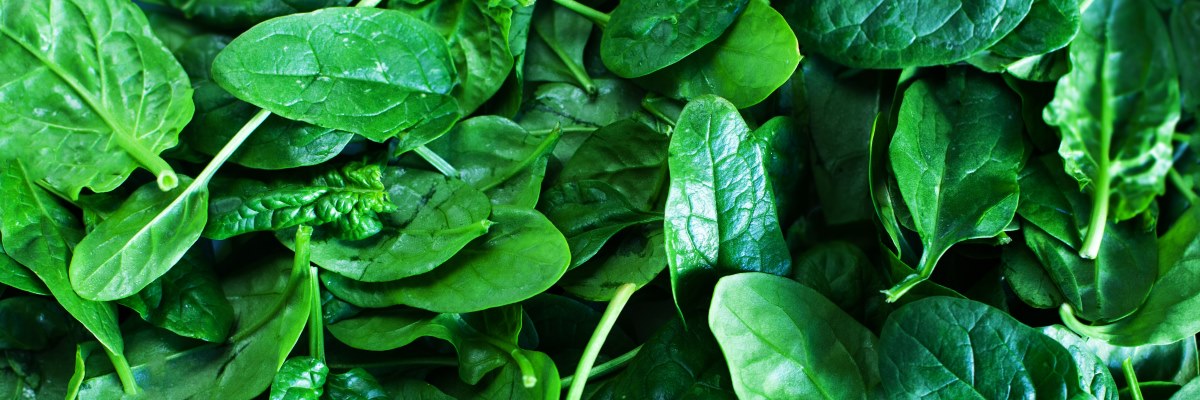 Gli spinaci, ricchi di fibre e di acido folico