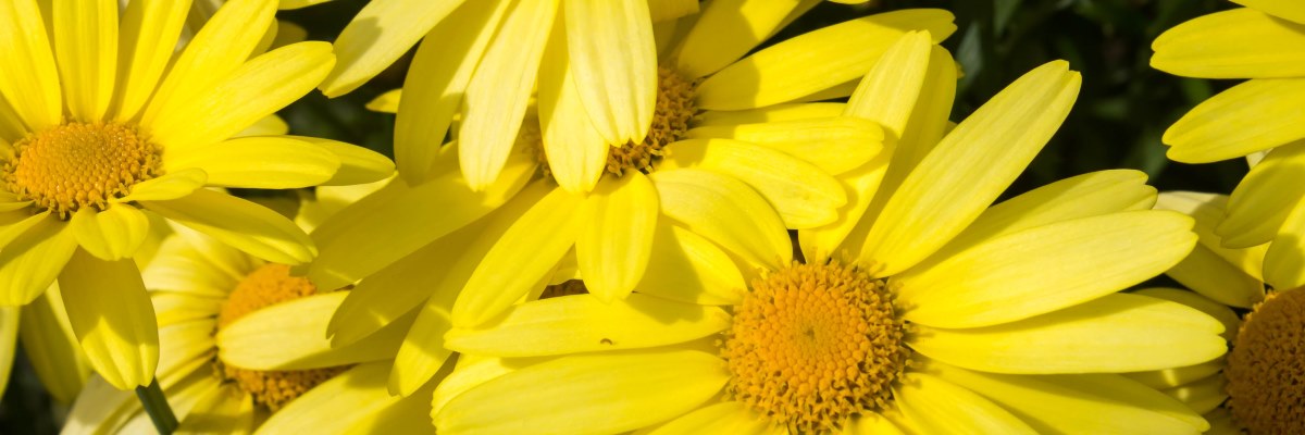 Arnica, efficace antinfiammatorio anche a diluizioni omeopatiche