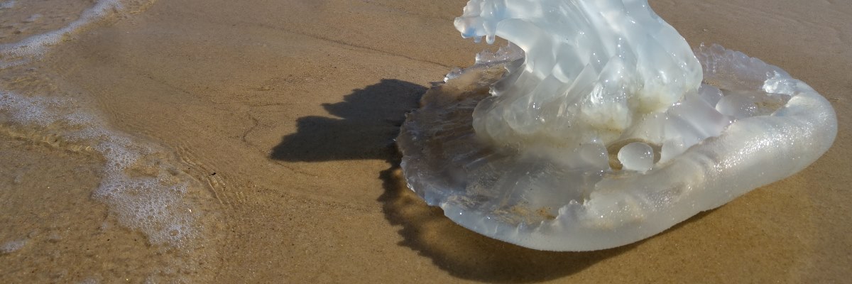Meduse: le strategie giuste se si viene colpiti