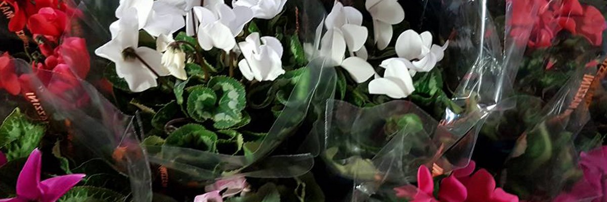 Lotta alla sclerodermia, torna la Giornata del ciclamino