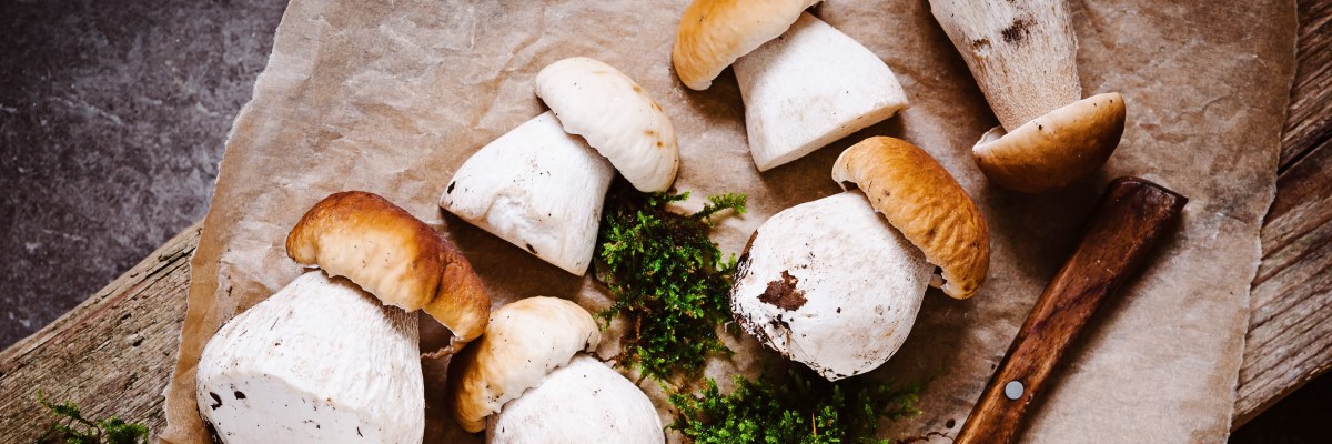 Funghi, cosa serve sapere