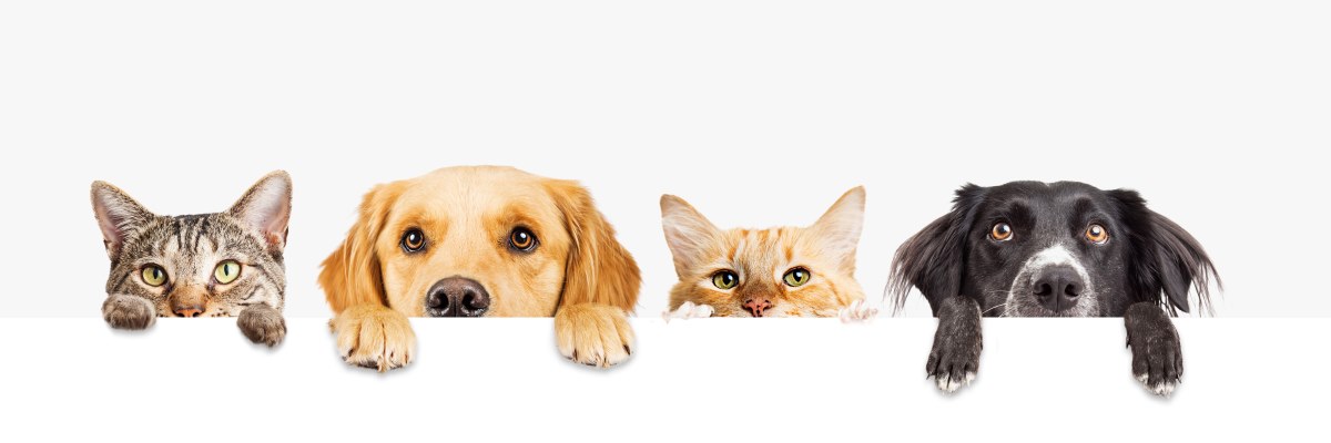 Diabete di cane e gatto: riconoscere i primi segnali 