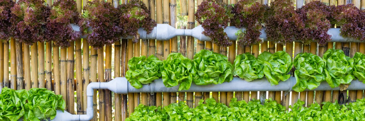 Le frontiere della salute: futurologia alimentare