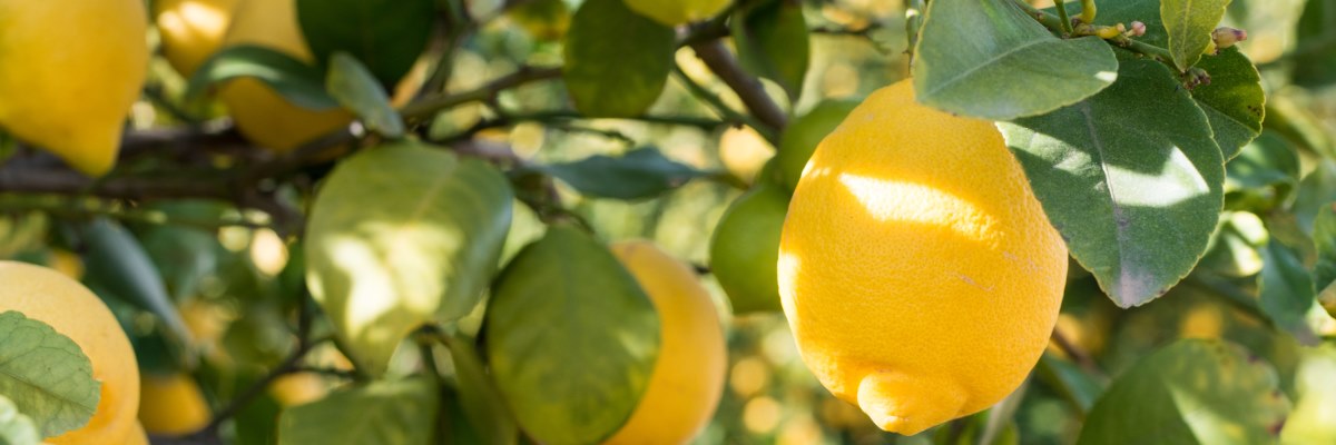 Limoni per combattere il tumore