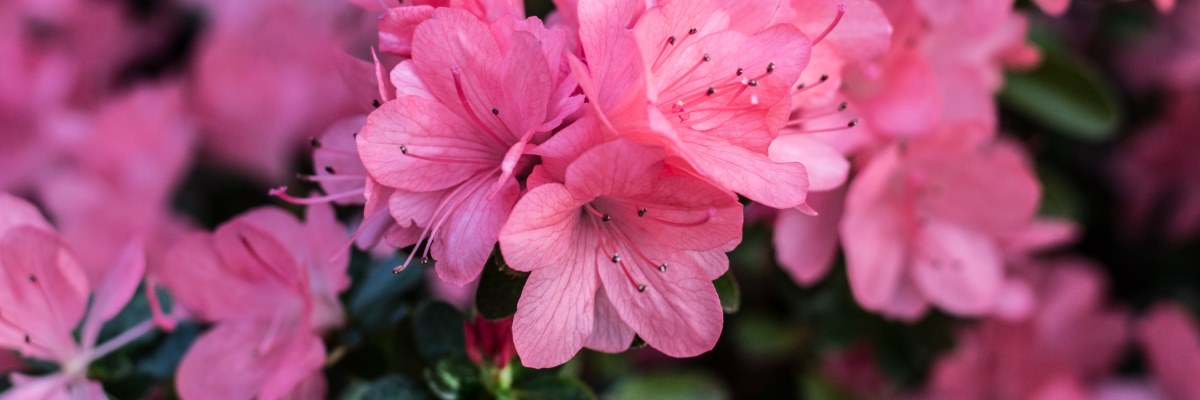 L’Azalea della Ricerca: alleata della salute al femminile