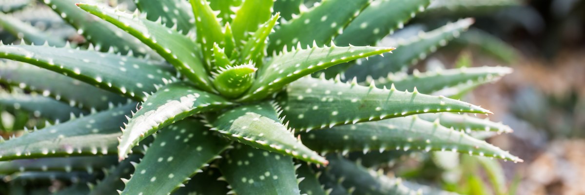 Aloe vera: proprietà cicatrizzanti e lenitive