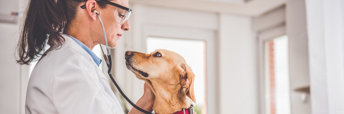 Gli effetti positivi della compagnia del cane