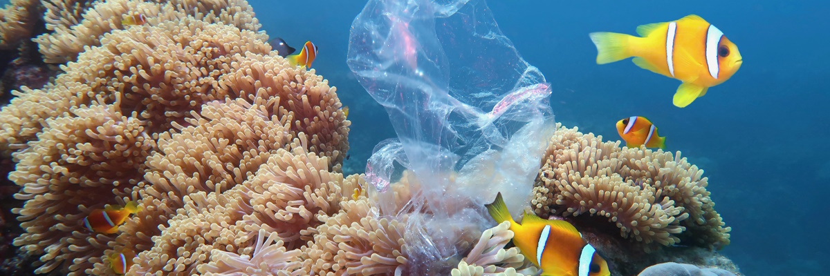 Microplastiche rilevate nei muscoli del tonno e del pesce spada