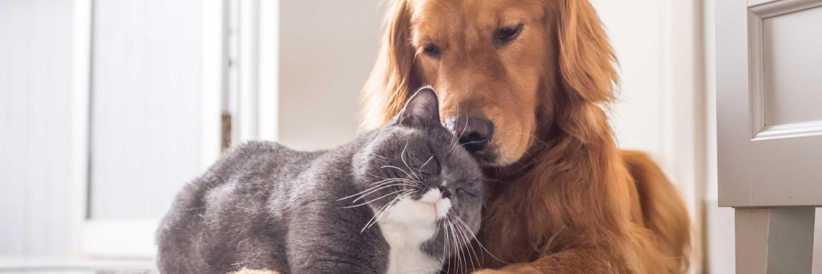 Cani e gatti, perché diventano aggressivi?