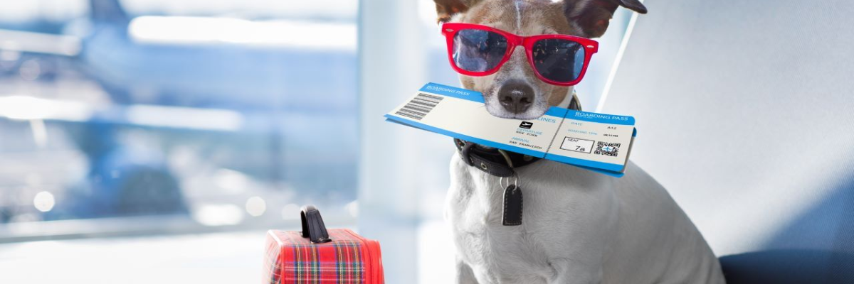 Pet in volo. Ora cani e gatti viaggiano in cabina