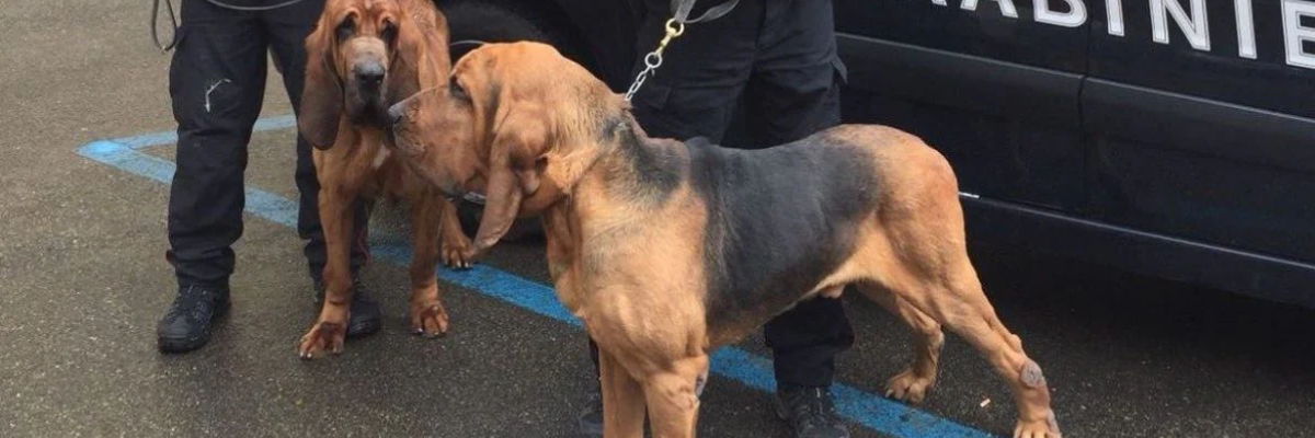 Ucciso Bruno, cane eroe delle ricerche. Sospetti su una vendetta