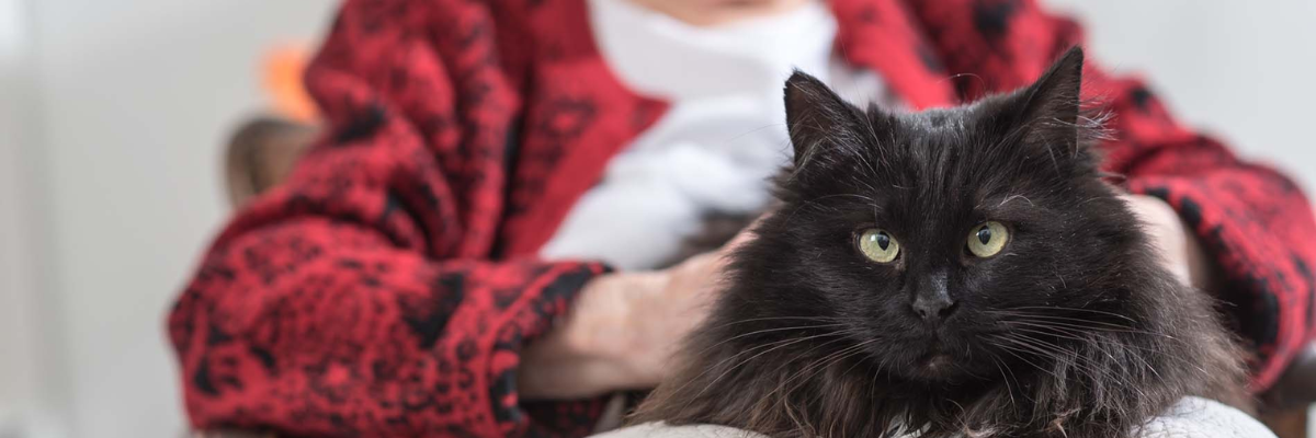Gatti anziani e Alzheimer: lo studio che cambia la ricerca sulla demenza