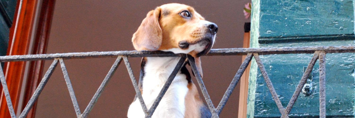 Cani rumorosi in condominio: le novità giuridiche da conoscere