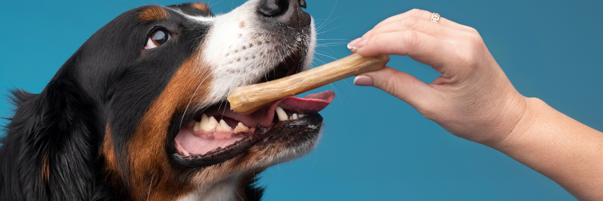 Cibo per cani e gatti illegale, attenzione agli acquisti online