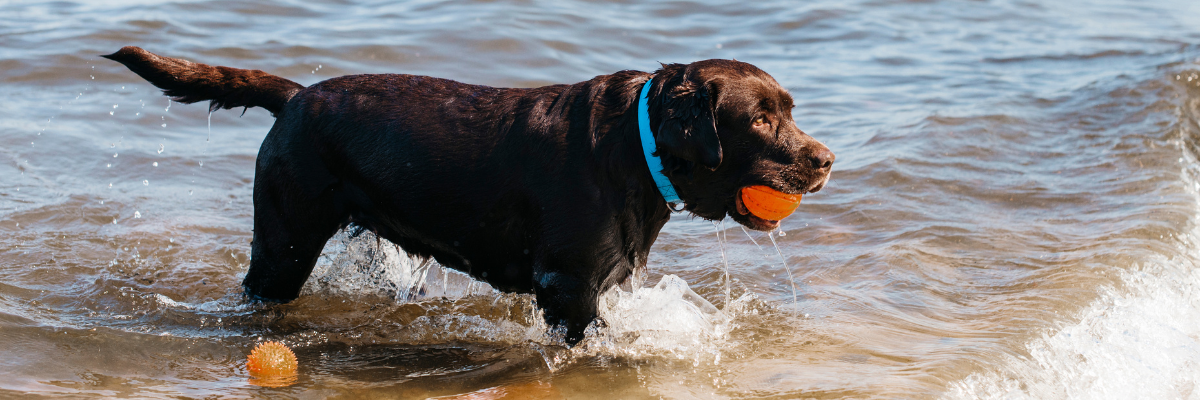 I cani soffrono il caldo: snack freschi fatti in casa e alimenti da evitare